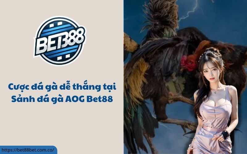 Sảnh đá gà AOG bet88