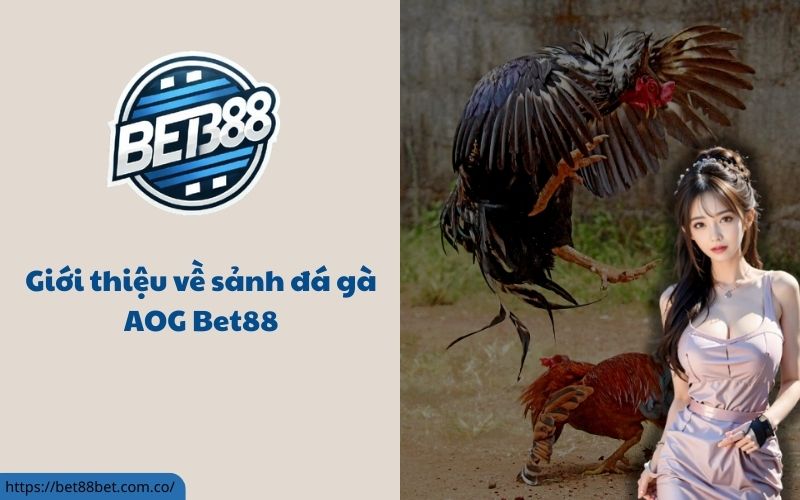 Sảnh đá gà AOG bet88