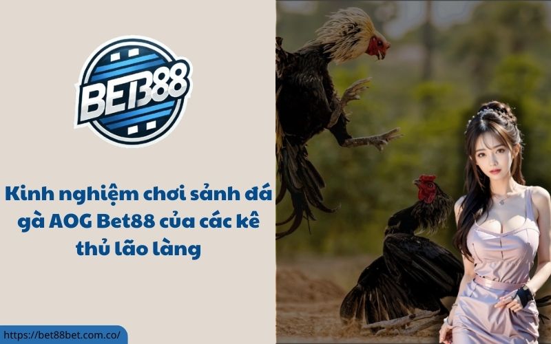 Sảnh đá gà AOG bet88